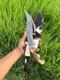 Custom Handmade Copper Damascus Hunting Bowie Knife Camping Knife with Stag Handle