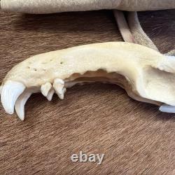 Handmade Drop Point Hunting jaw Bone Handle Steel Blade with Sheath