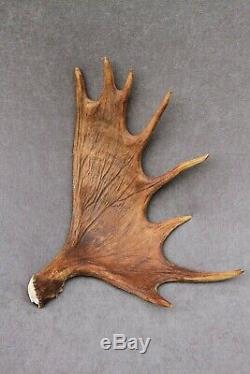 Naturally Shed Wild Moose Antler (horn, Knife, Carving, Chew, Taxidermy)