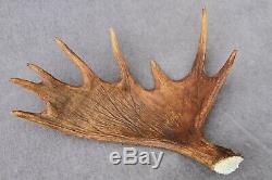 Naturally Shed Wild Moose Antler (horn, Knife, Carving, Chew, Taxidermy)