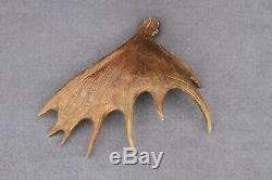 Naturally Shed Wild Moose Antler (horn, Knife, Carving, Chew, Taxidermy)