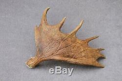 Naturally Shed Wild Moose Antler (horn, Knife, Carving, Chew, Taxidermy)