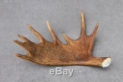 Naturally Shed Wild Moose Antler (horn, Knife, Carving, Chew, Taxidermy)