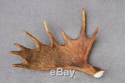 Naturally Shed Wild Moose Antler (horn, Knife, Carving, Chew, Taxidermy)