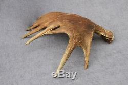 Naturally Shed Wild Moose Antler (horn, Knife, Carving, Chew, Taxidermy)