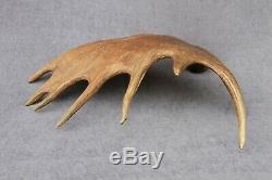 Naturally Shed Wild Moose Antler (horn, Knife, Carving, Chew, Taxidermy)