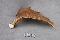 Naturally Shed Wild Moose Antler (horn, Knife, Carving, Chew, Taxidermy)