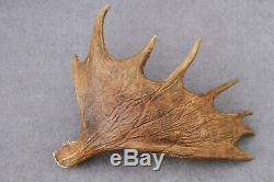 Naturally Shed Wild Moose Antler (horn, Knife, Carving, Chew, Taxidermy)