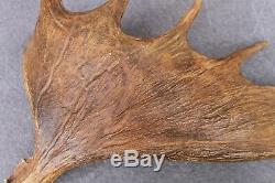 Naturally Shed Wild Moose Antler (horn, Knife, Carving, Chew, Taxidermy)