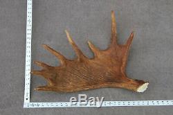 Naturally Shed Wild Moose Antler (horn, Knife, Carving, Chew, Taxidermy)