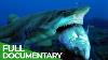 The Predator Coast Battleground For Hunter U0026 Prey Free Documentary Nature