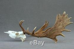 Wild Fallow Deer Trophy (horn, Knife, Carving, Chew, Taxidermy)