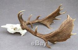 Wild Fallow Deer Trophy (horn, Knife, Carving, Chew, Taxidermy)