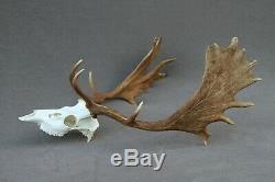 Wild Fallow Deer Trophy (horn, Knife, Carving, Chew, Taxidermy)