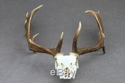 Wild Fallow Deer Trophy (horn, Knife, Carving, Chew, Taxidermy)