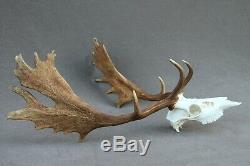 Wild Fallow Deer Trophy (horn, Knife, Carving, Chew, Taxidermy)