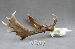 Wild Fallow Deer Trophy (horn, Knife, Carving, Chew, Taxidermy)