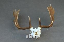 Wild Fallow Deer Trophy (horn, Knife, Carving, Chew, Taxidermy)