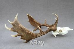 Wild Fallow Deer Trophy (horn, Knife, Carving, Chew, Taxidermy)