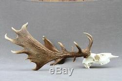 Wild Fallow Deer Trophy (horn, Knife, Carving, Chew, Taxidermy)