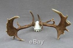 Wild Fallow Deer Trophy (horn, Knife, Carving, Chew, Taxidermy)