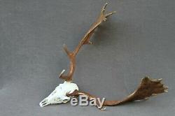 Wild Fallow Deer Trophy (horn, Knife, Carving, Chew, Taxidermy)