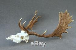 Wild Fallow Deer Trophy (horn, Knife, Carving, Chew, Taxidermy)