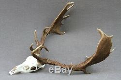 Wild Fallow Deer Trophy (horn, Knife, Carving, Chew, Taxidermy)