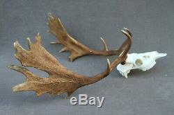 Wild Fallow Deer Trophy (horn, Knife, Carving, Chew, Taxidermy)