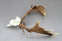 Wild Fallow Deer Trophy (horn, Knife, Carving, Chew, Taxidermy)