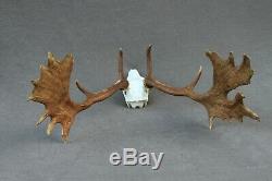 Wild Fallow Deer Trophy (horn, Knife, Carving, Chew, Taxidermy)