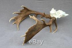 Wild Fallow Deer Trophy (horn, Knife, Carving, Chew, Taxidermy)