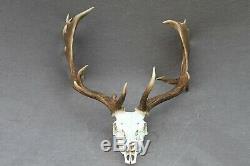 Wild Fallow Deer Trophy (horn, Knife, Carving, Chew, Taxidermy)