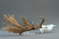 Wild Fallow Deer Trophy (horn, Knife, Carving, Chew, Taxidermy)