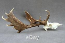 Wild Fallow Deer Trophy (horn, Knife, Carving, Chew, Taxidermy)