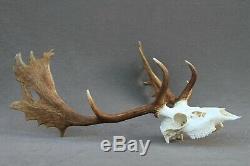 Wild Fallow Deer Trophy (horn, Knife, Carving, Chew, Taxidermy)