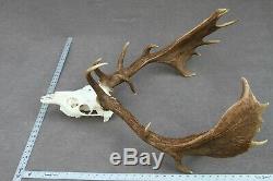 Wild Fallow Deer Trophy (horn, Knife, Carving, Chew, Taxidermy)